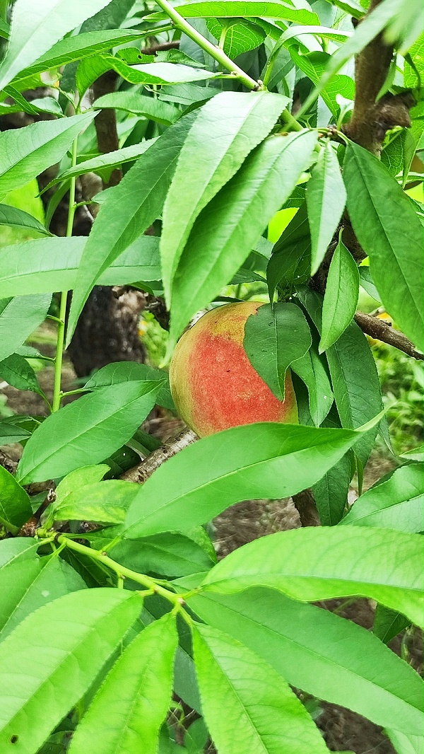 天香花苑