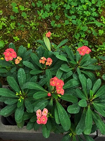 麒麟花的养护知识