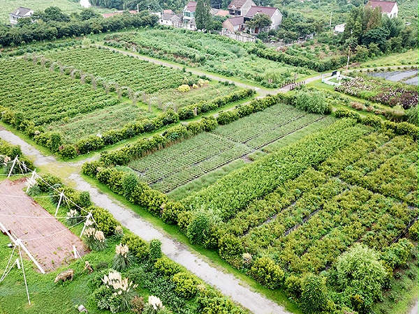 树苗种植区