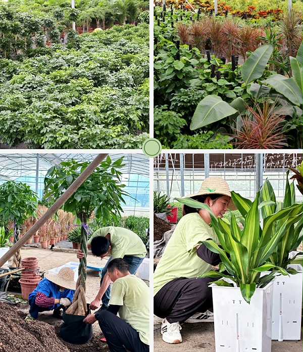 绿物租摆 | 天香花苑 绿色空间管家